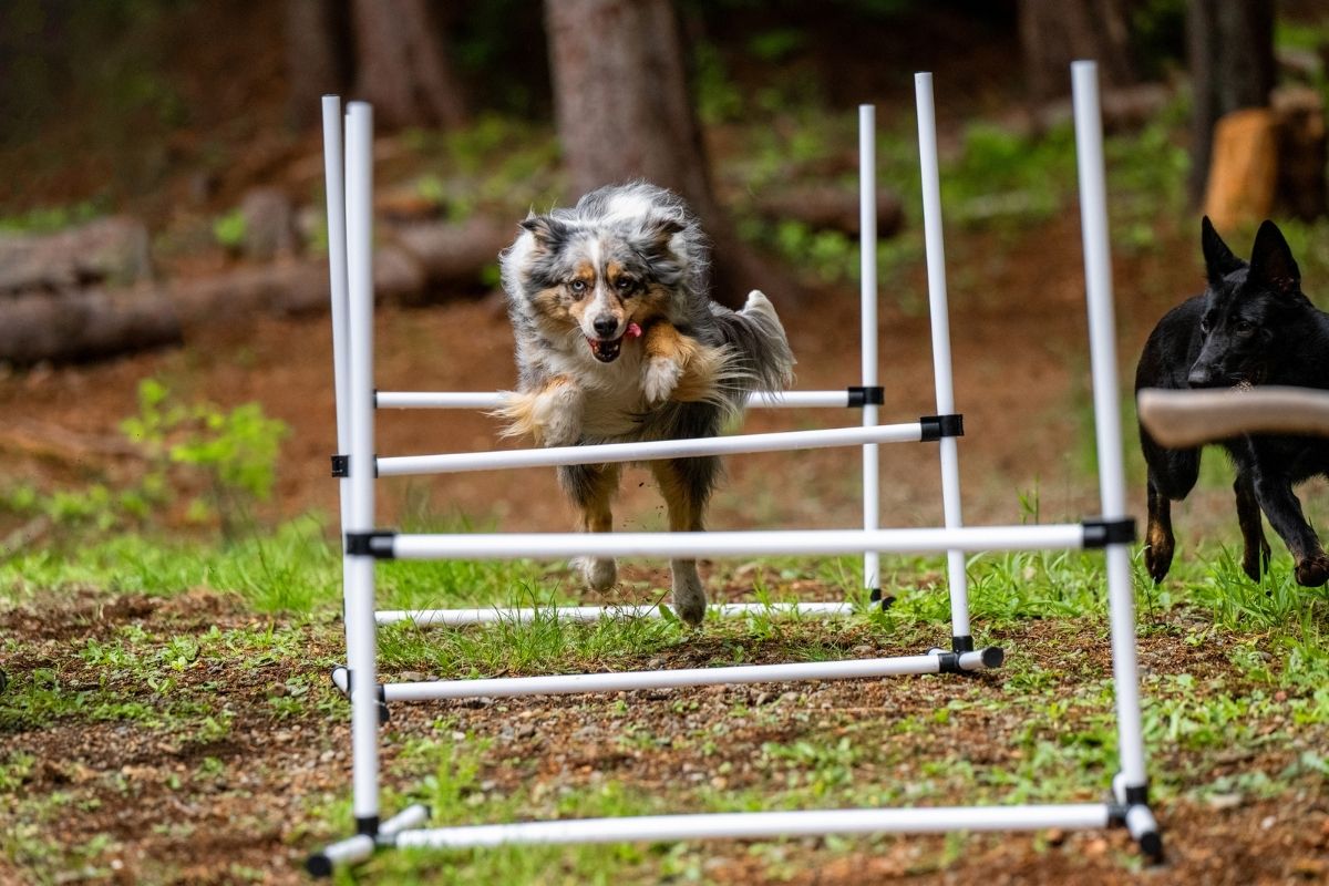 agility training for dogs