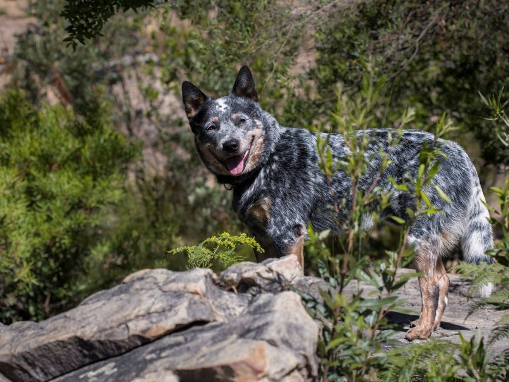 15 Blue Dog Breeds With Pictures You Probably Didn't Know Exist ...