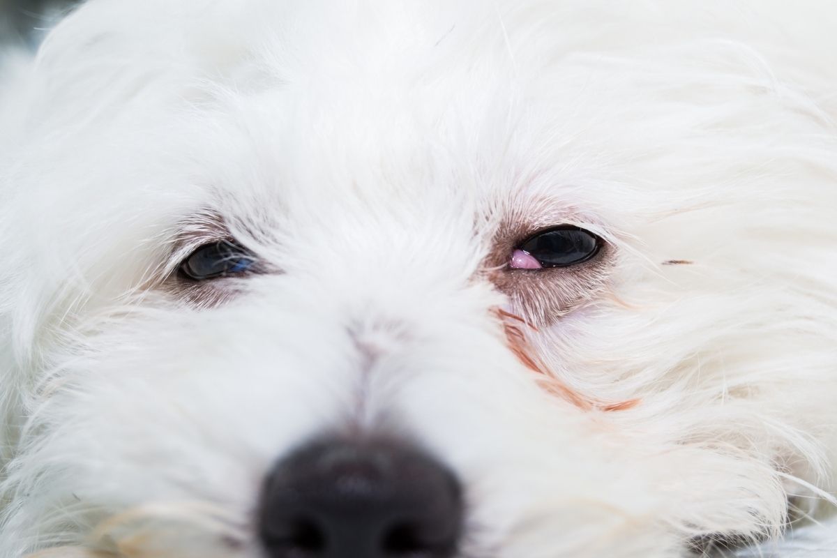 cherry eye in dogs