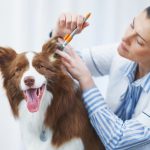 cysts on dogs