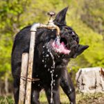 dog drinking a lot of water