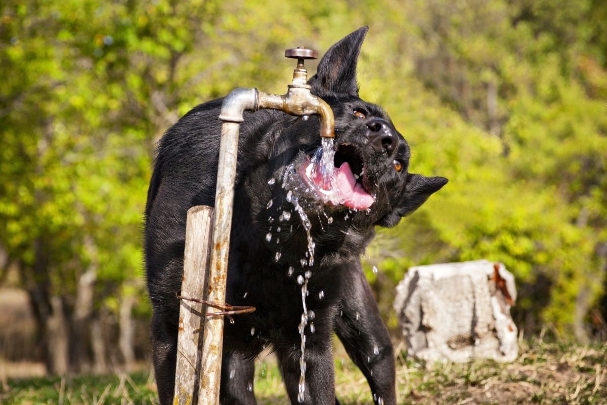 dog drinking a lot of water