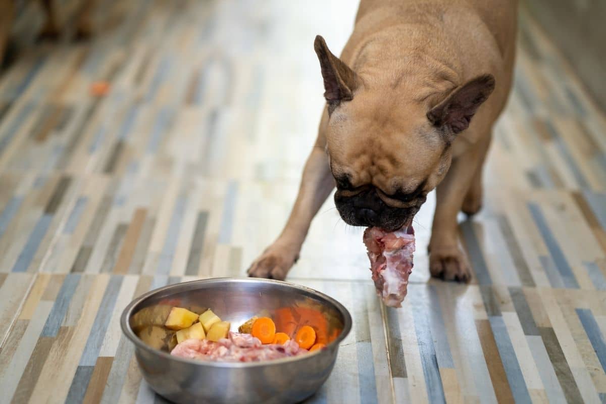 dog eat raw chicken