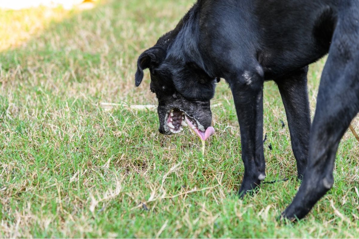 Dog Throwing Up White Foam With Grass