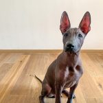 hairless dog breeds