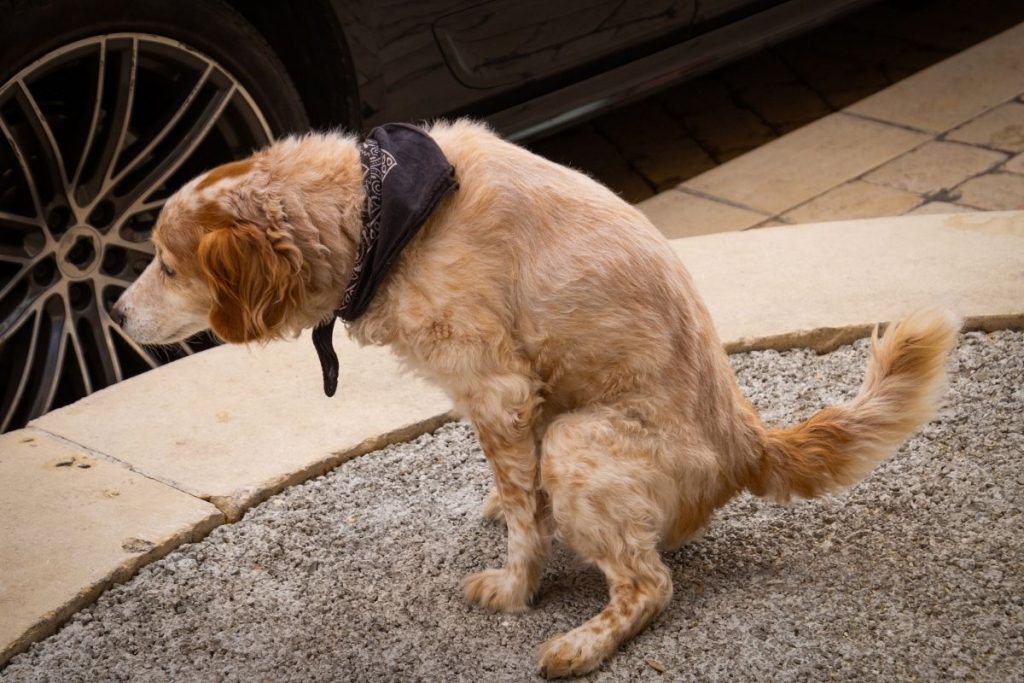 What Causes Mucus in Dog Poop? Is It Dangerous? PetMaximalist