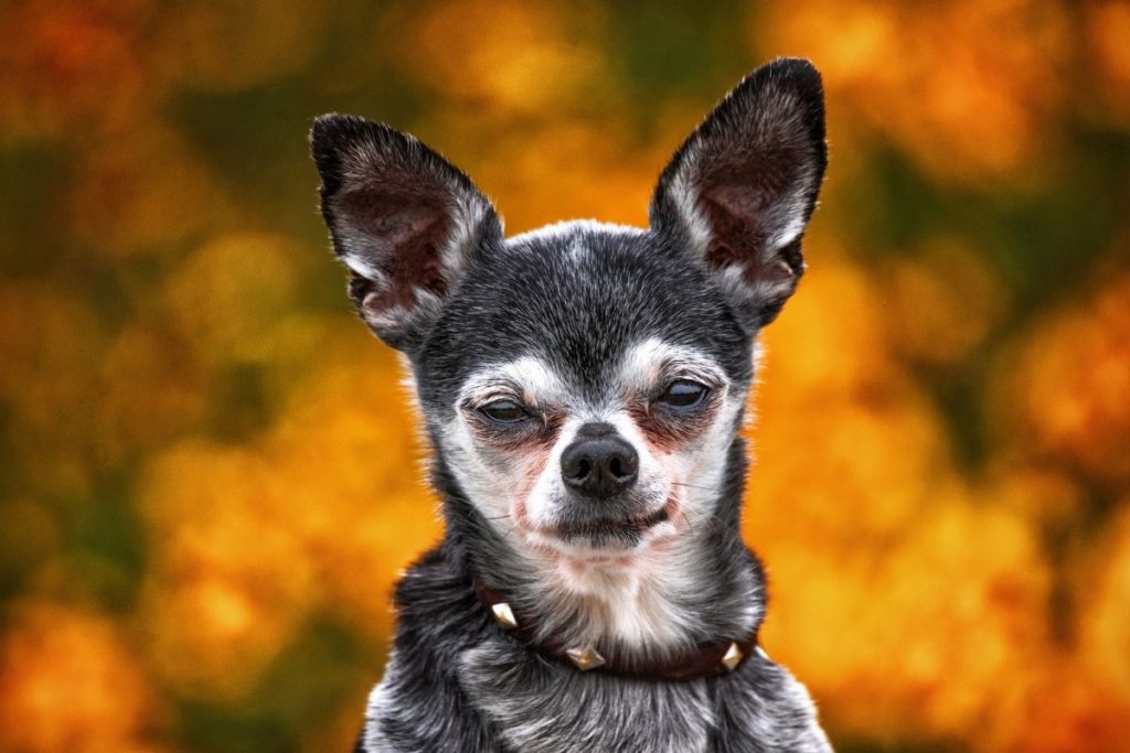 15 Teacup Dog Breeds With Pictures That Will Steal Your Heart