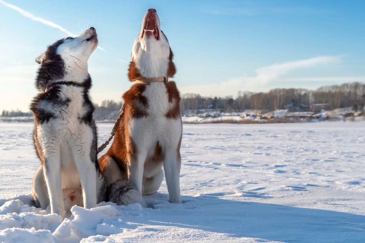 why do dogs howl at sirens