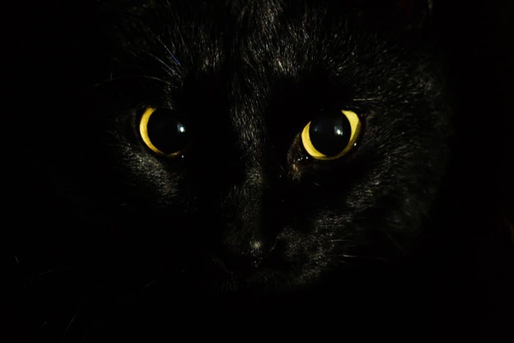 Black Cat Spiritual Meaning and Symbolism - Are They Bad Luck ...