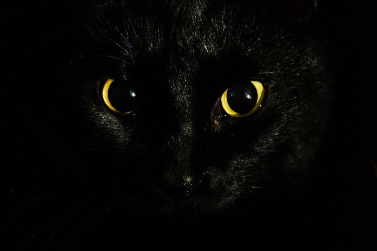 black cat symbolism
