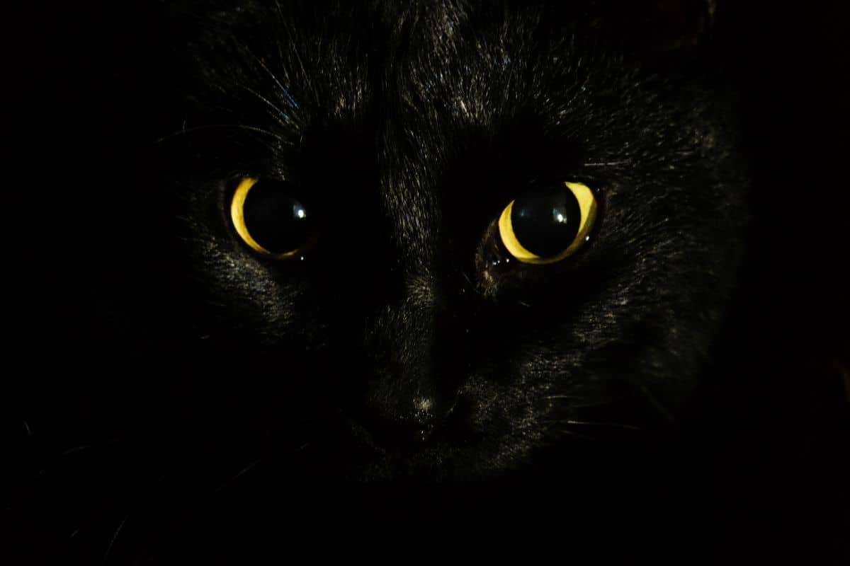 Black Cat Spiritual Meaning And Symbolism Are They Bad Luck 