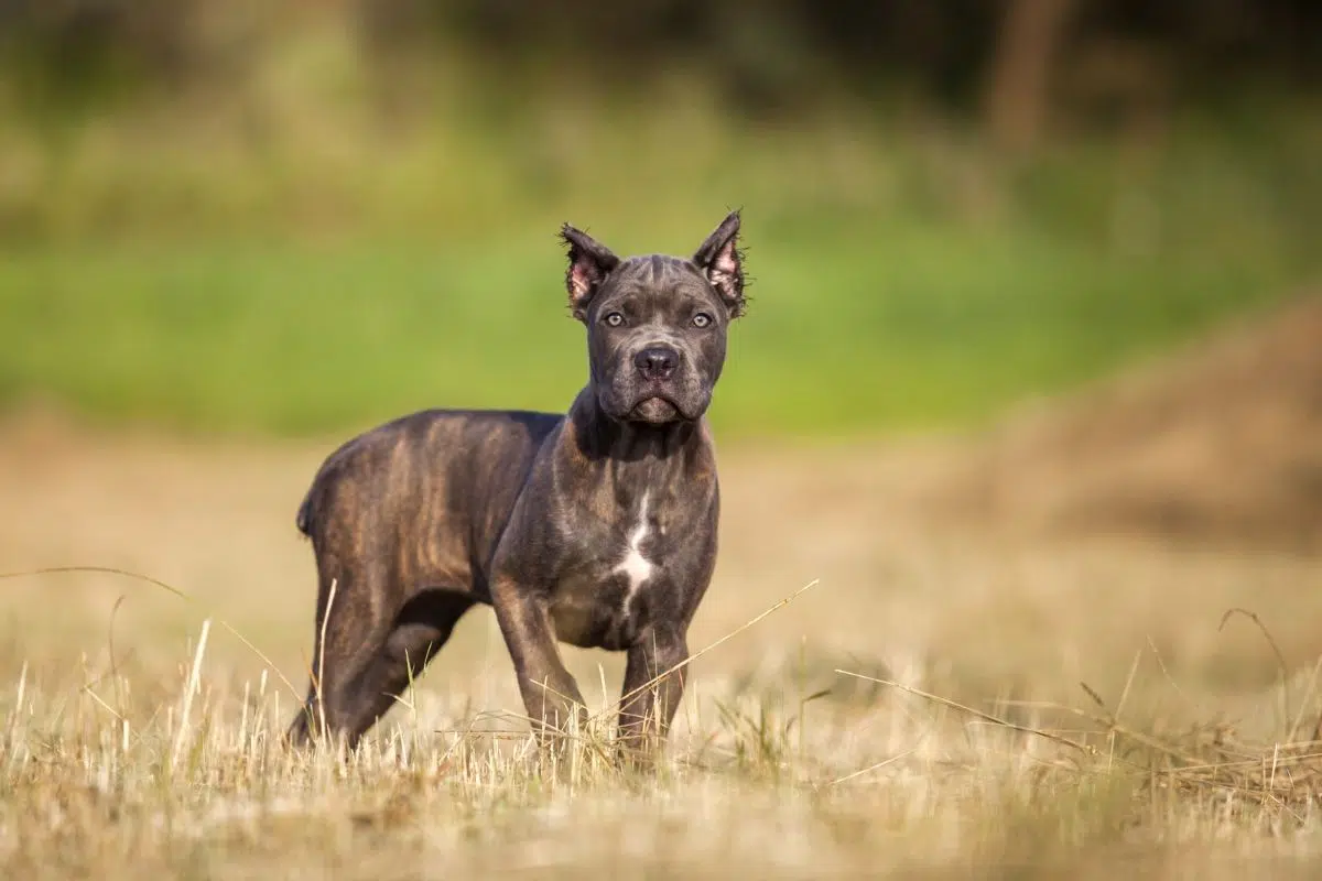 brindle dog breeds