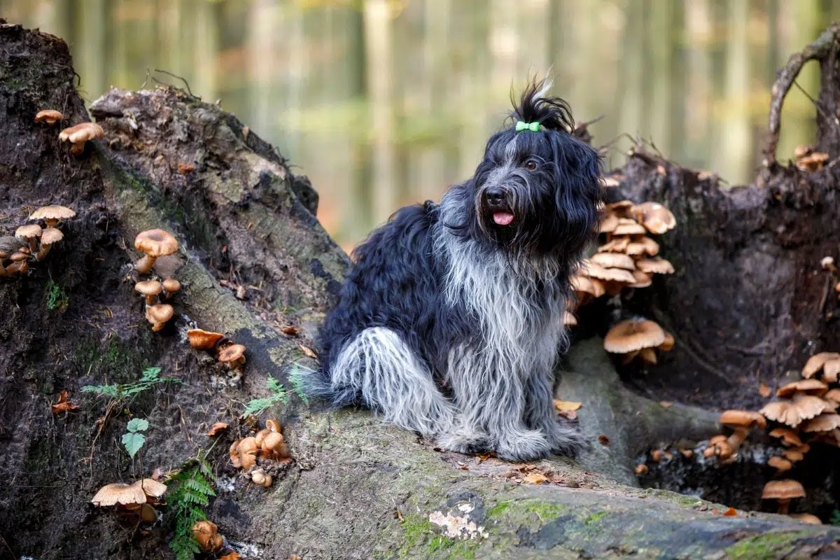 can dogs eat mushrooms