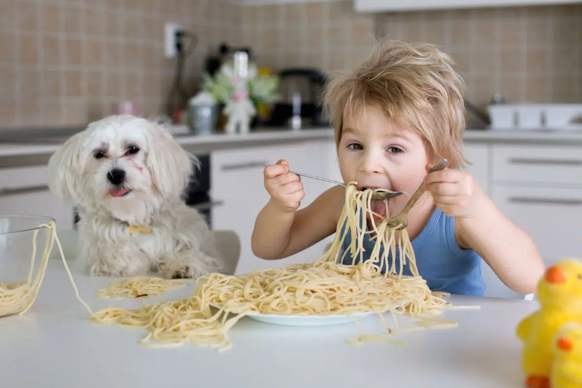 can dogs eat pasta