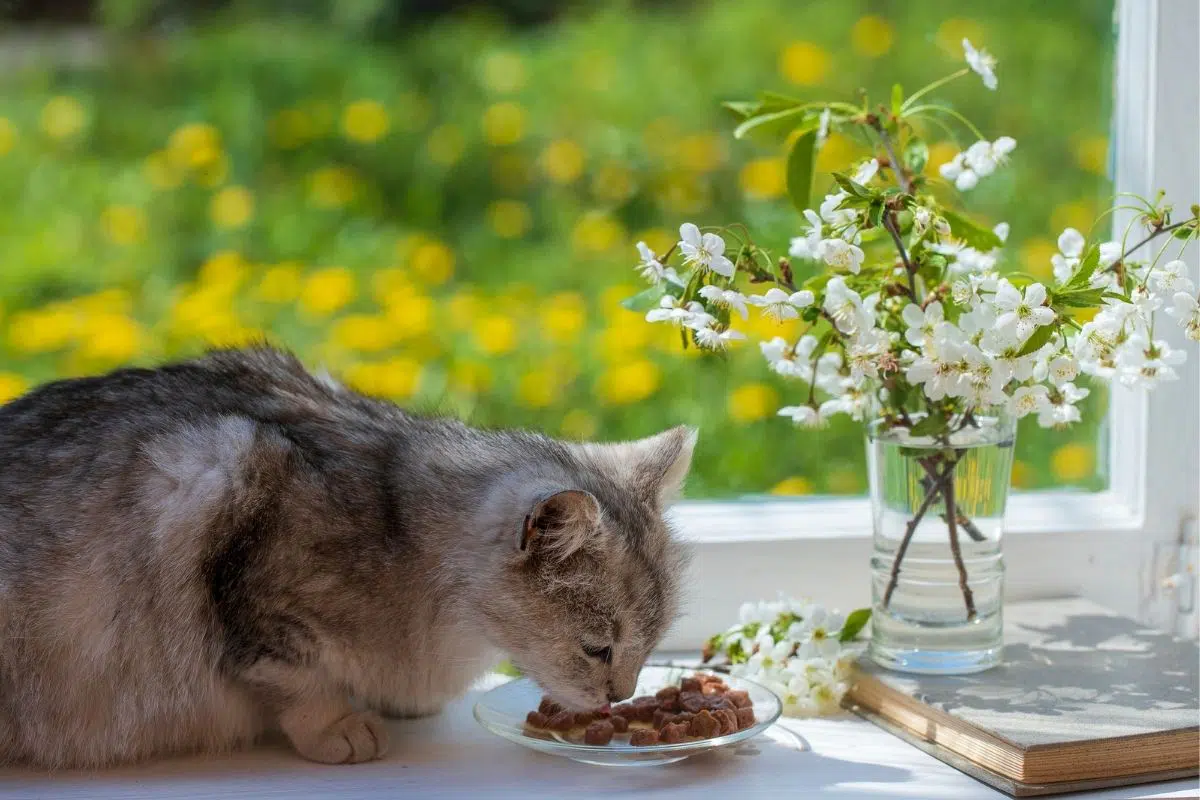 cat want me watch her eat