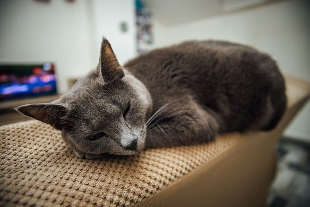 How to Keep Cats Off Furniture 15 Effective Methods To Try Today