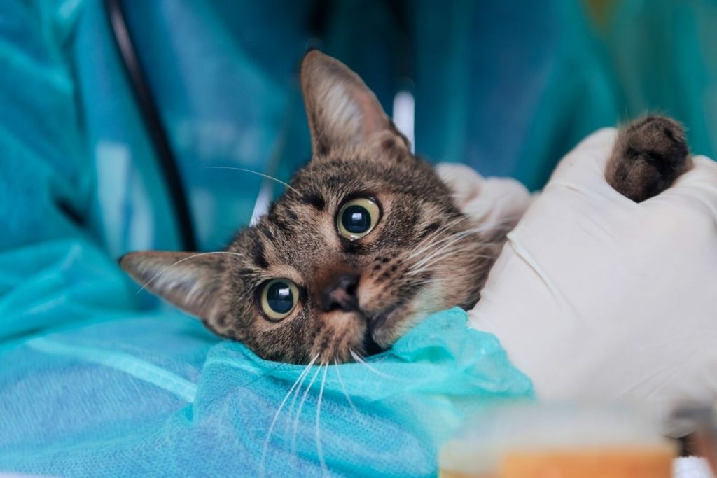 How To Comfort A Sick Cat The Complete Guide PetMaximalist