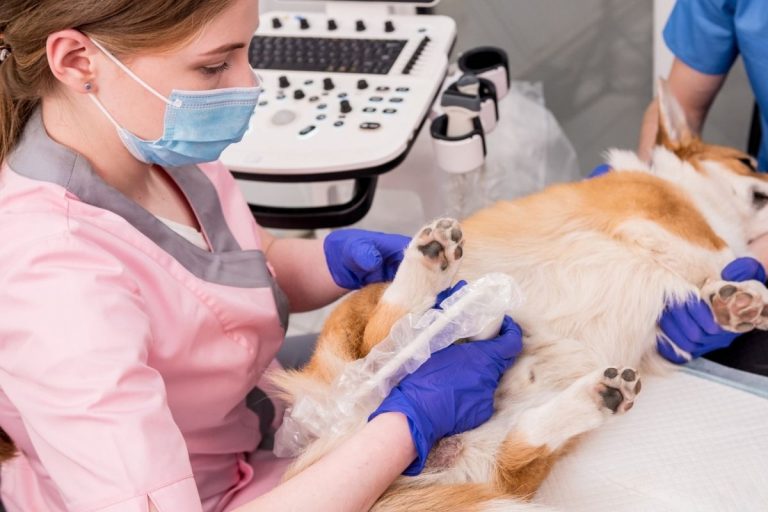 Top 10 Signs That Show a Dog is Going Into Labor Soon PetMaximalist