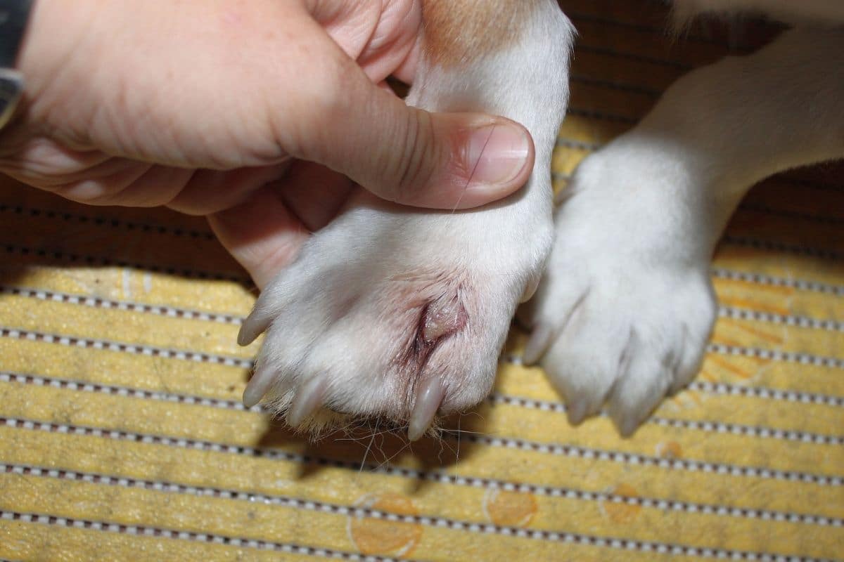 dog paw infection
