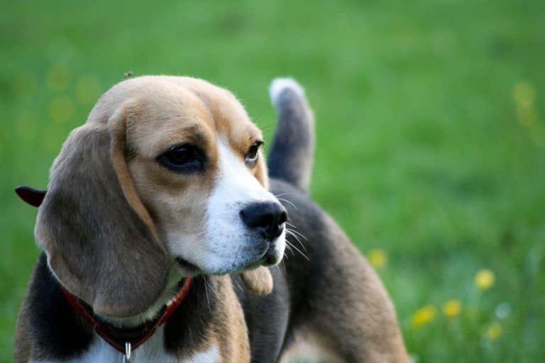 Dog Skin Tag and Wart: What You Must Know and Do | PetMaximalist