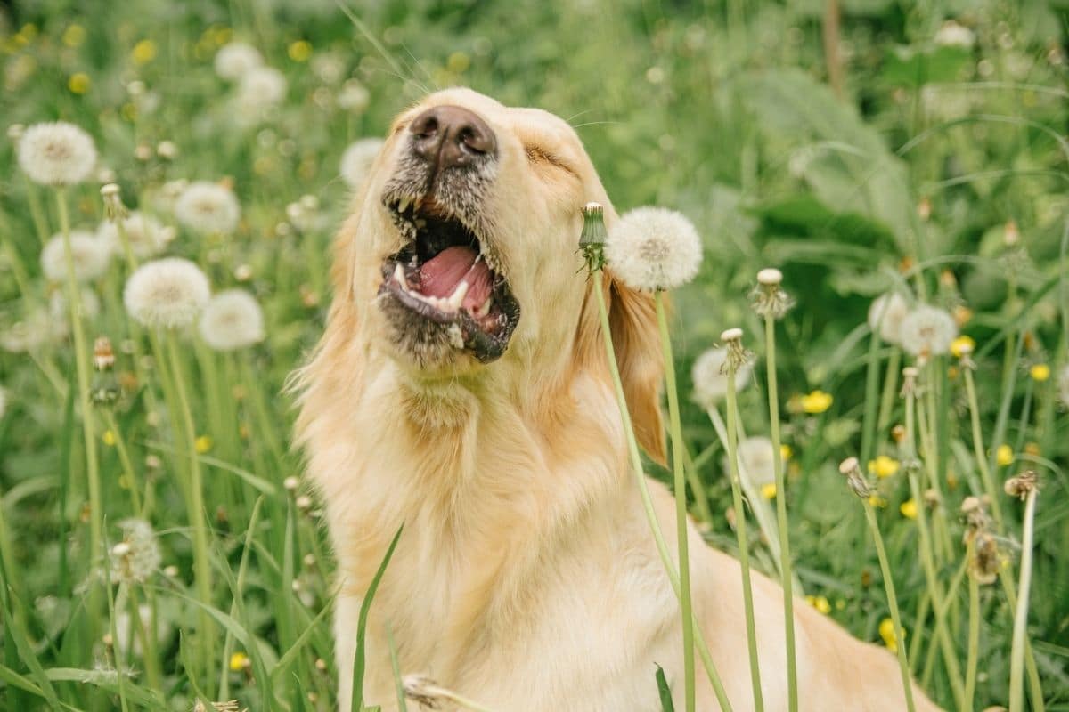 dog sneezing a lot