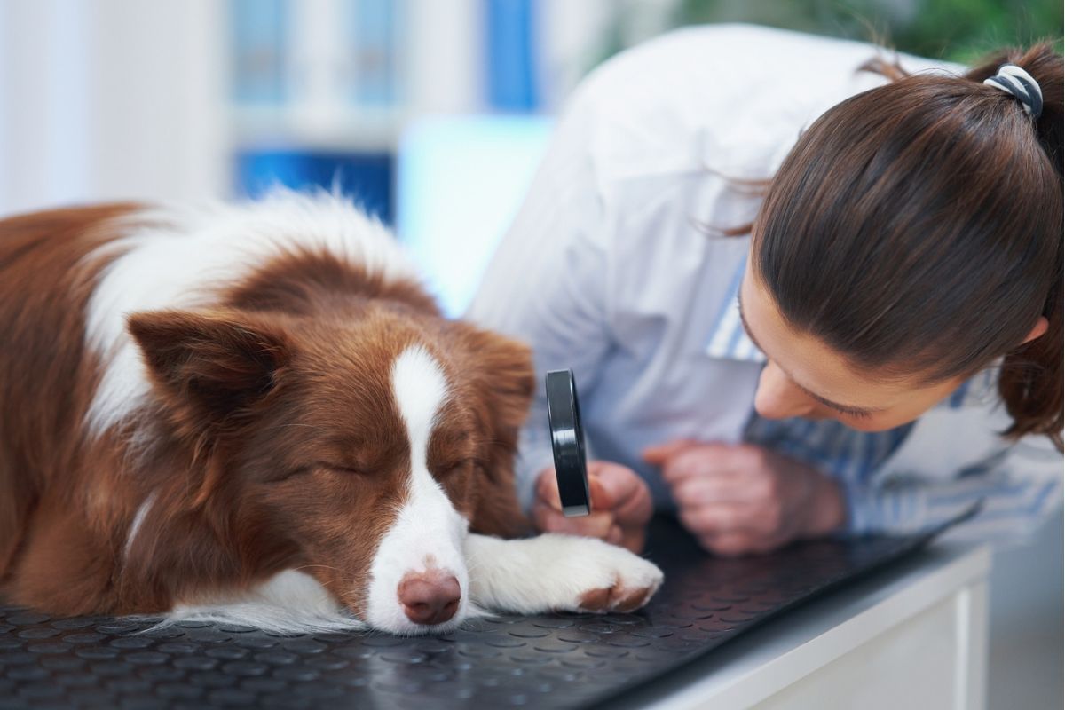 dog swollen cheek gland