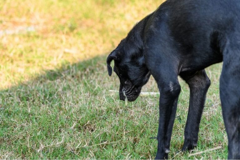Dog Throwing Up Yellow Common Causes, Prevention and Treatment