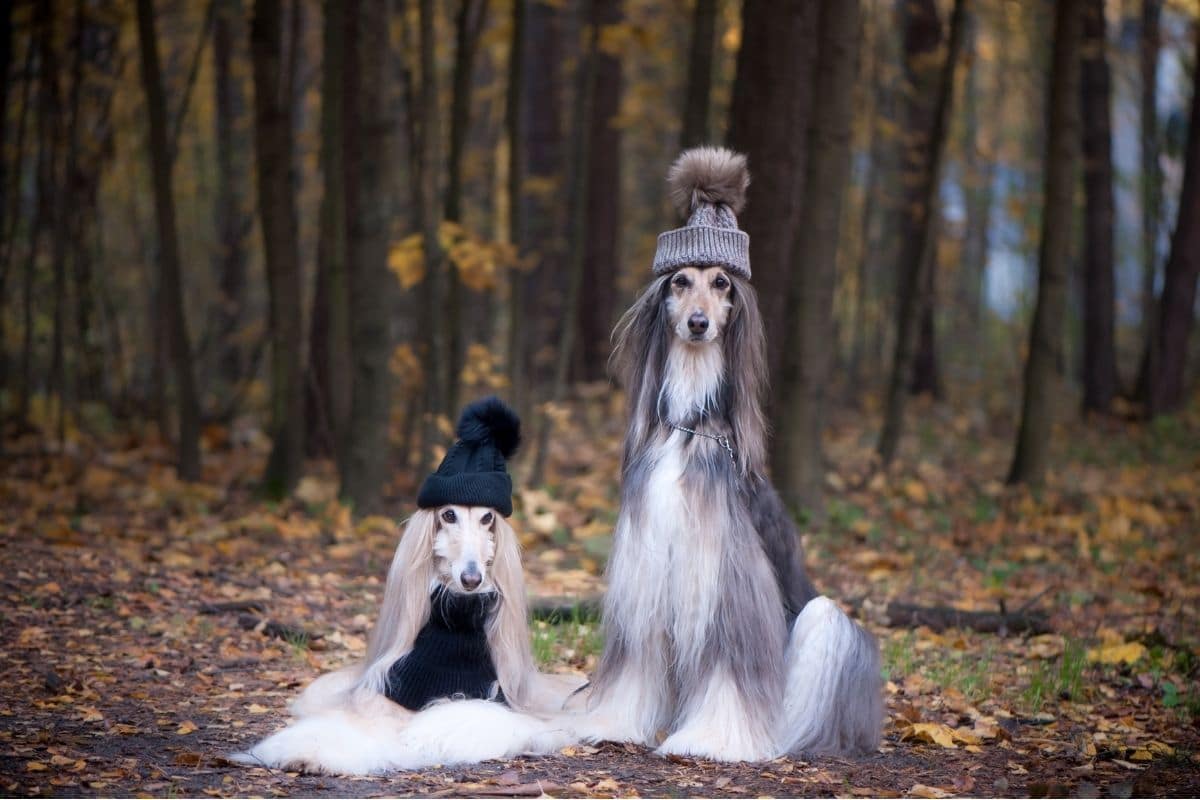 long haired dog breeds