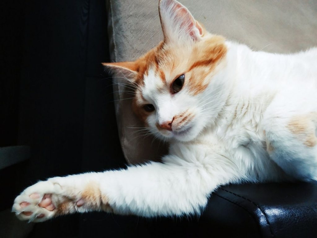 My Cat Is Dying How Long Will It Take? Dying Cat Stages PetMaximalist