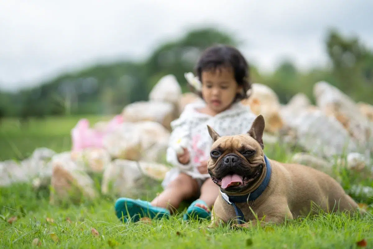 types of bulldog breeds