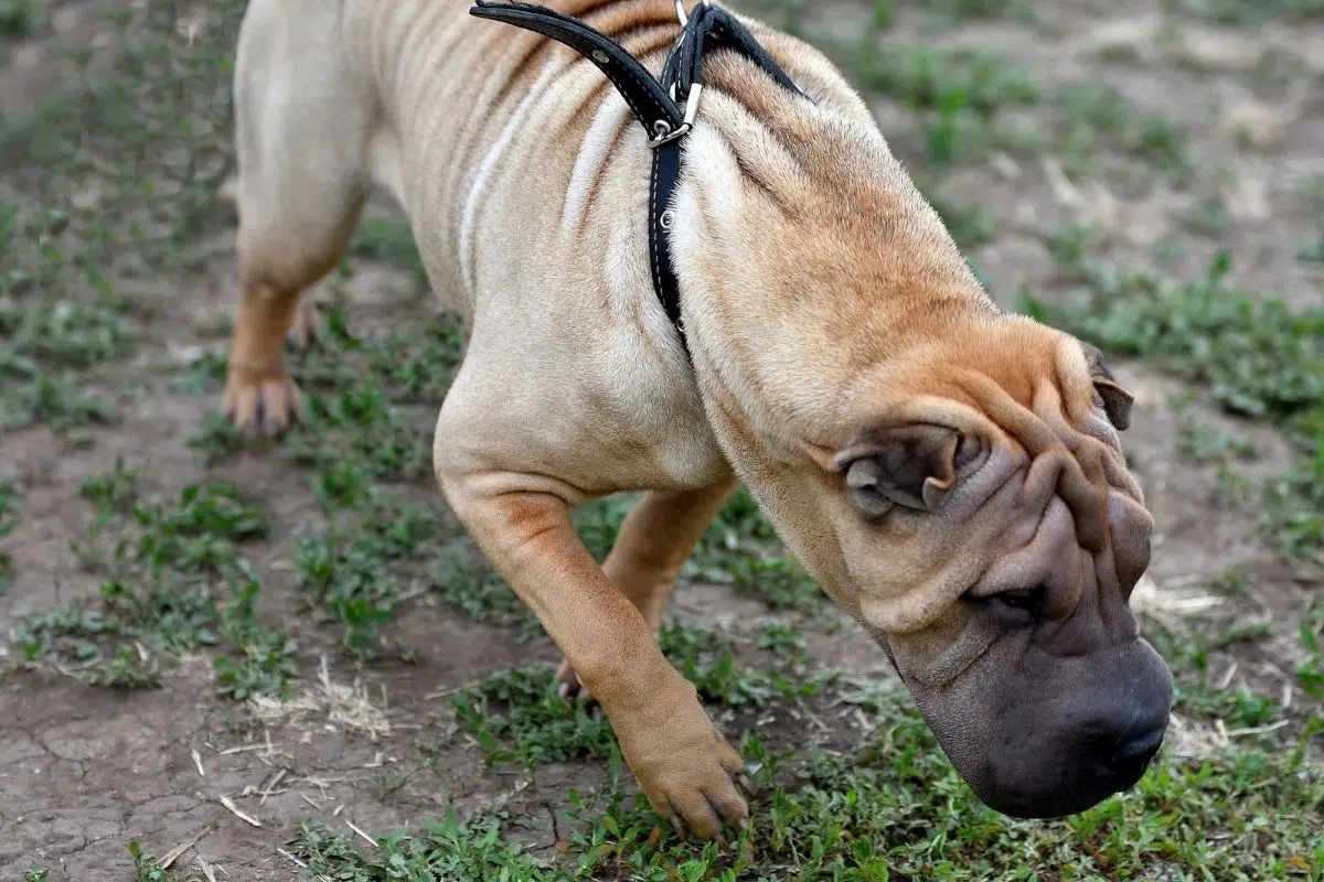 wrinkly dog breeds