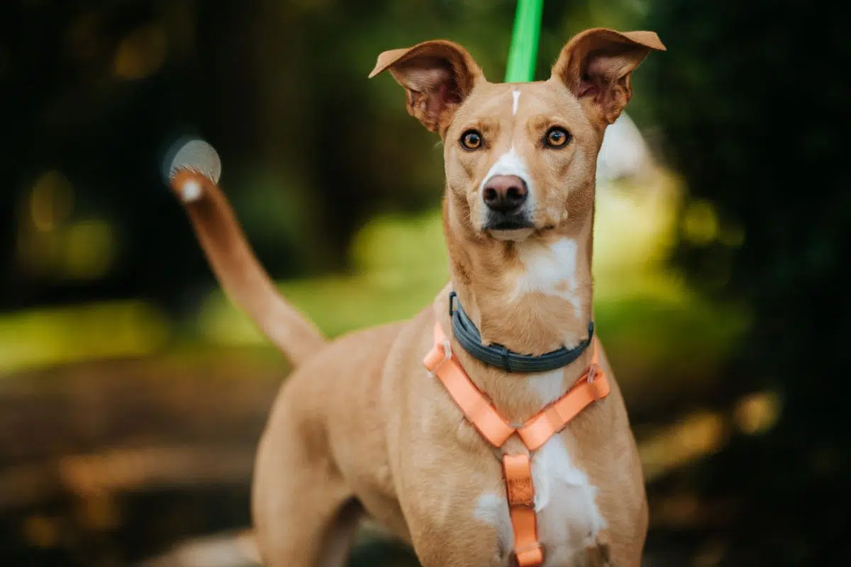 african dog breeds