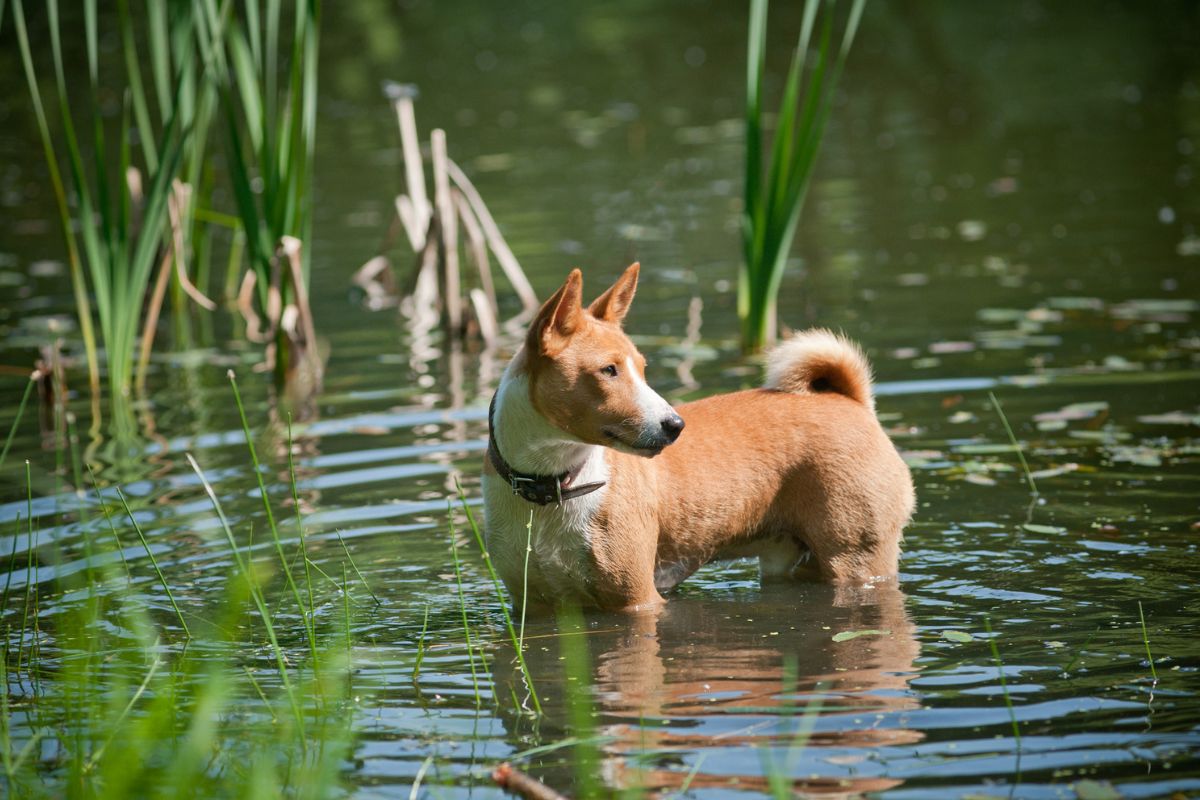 african dog names