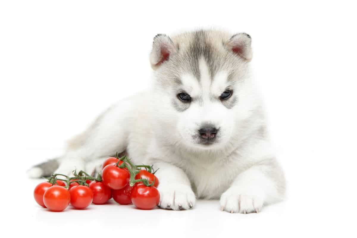 are tomatoes bad for dogs