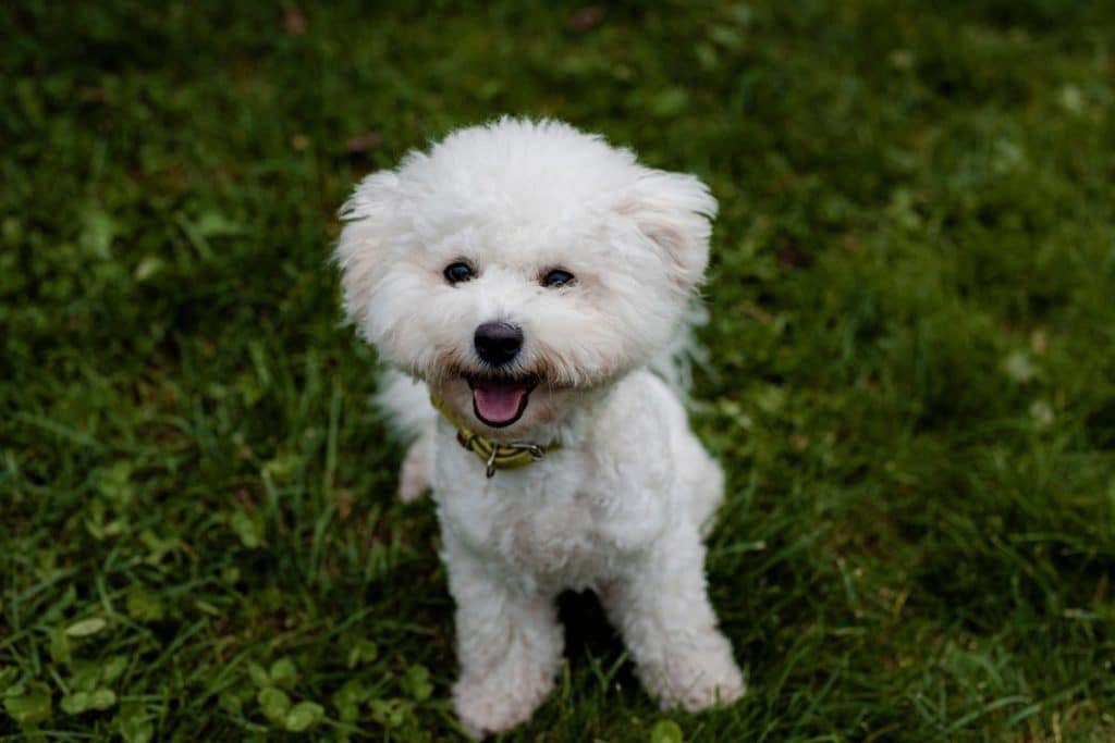 10 Best Dogs for First-Time Owners | PetMaximalist