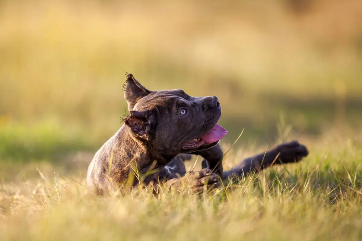 brindle dog names