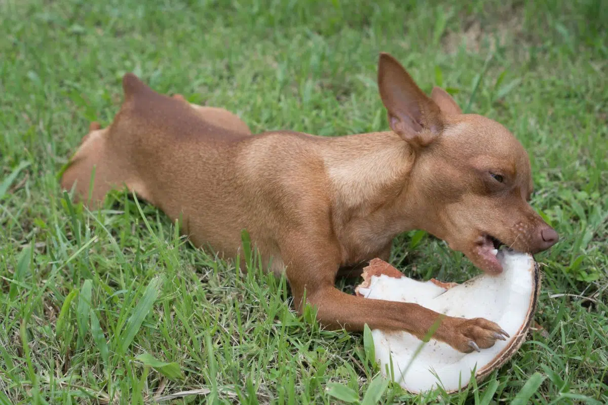 can dogs eat coconut