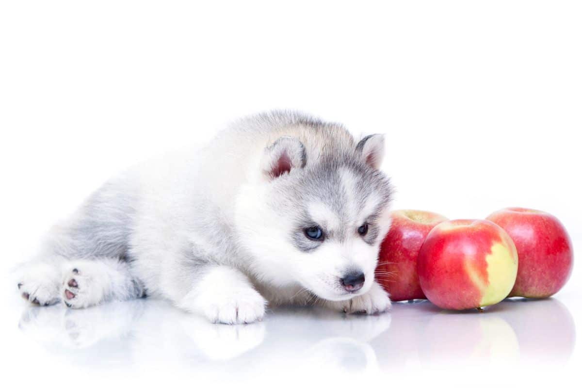 can dogs eat nectarines