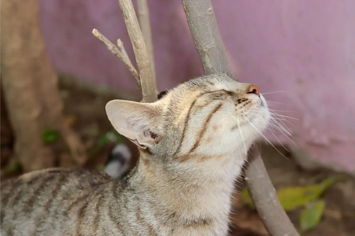 cat meowing rubbing