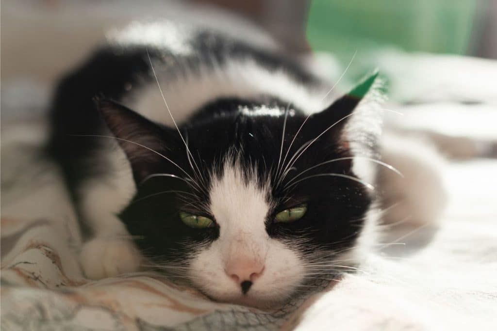 Cat Purring While Sleeping 5 Possible Reasons Why PetMaximalist