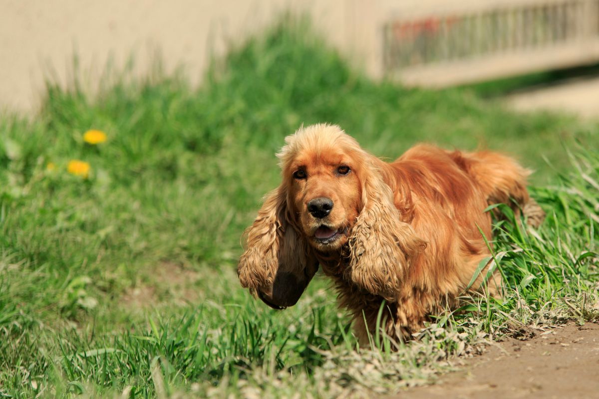 dog pees when excited