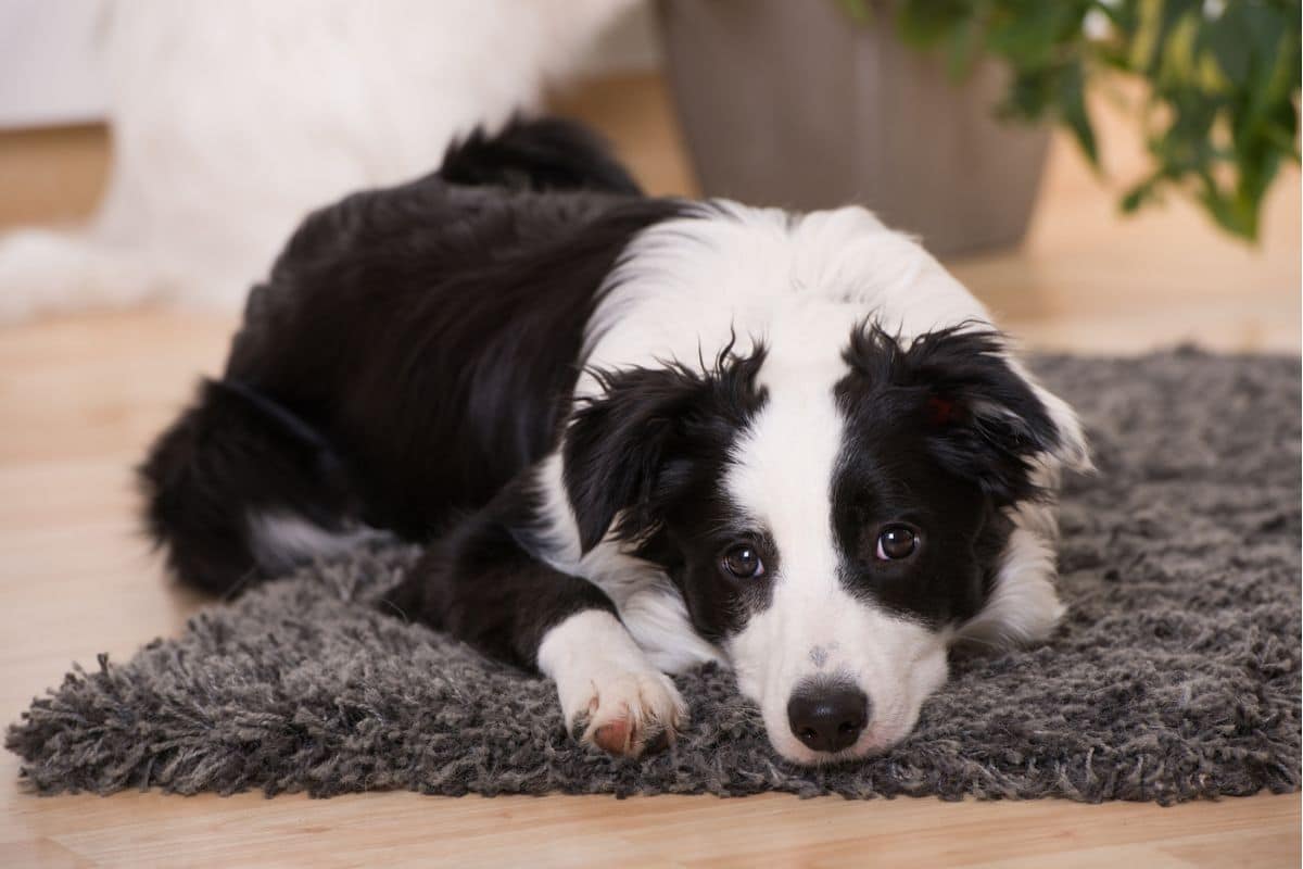 dog rub his face on the carpet