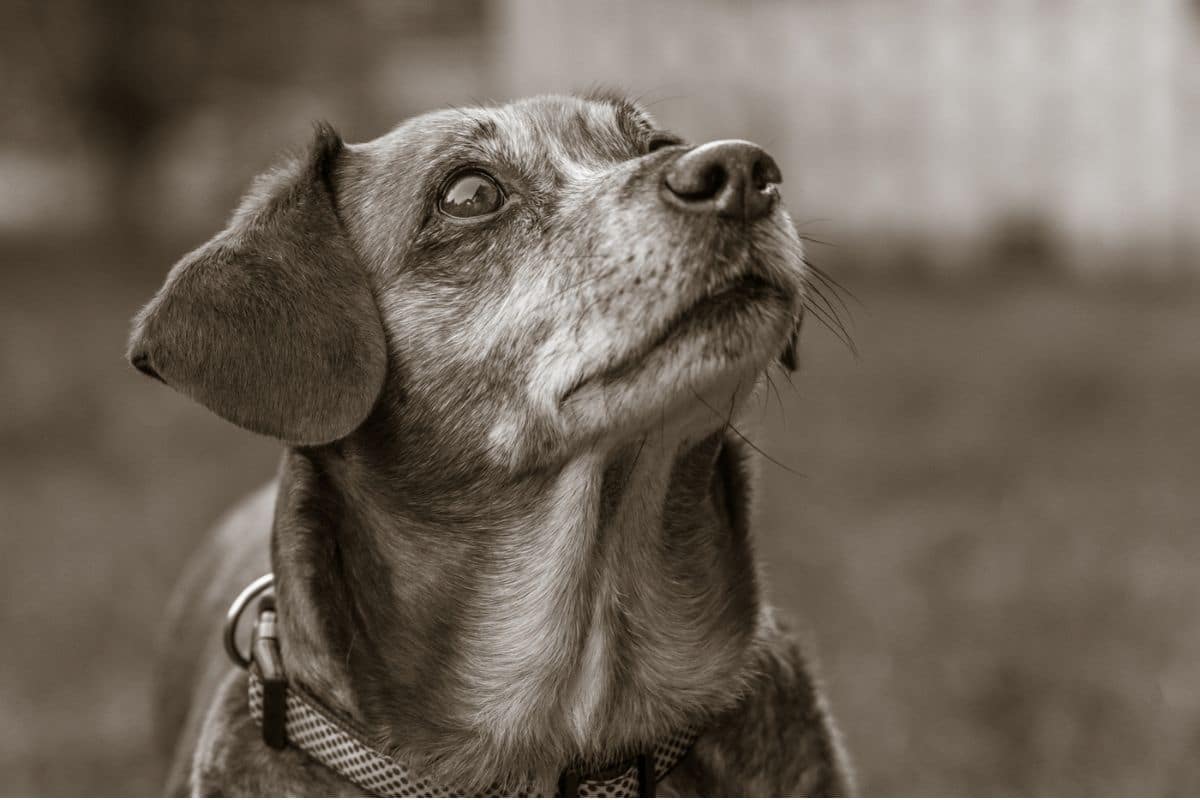 dog staring at wall