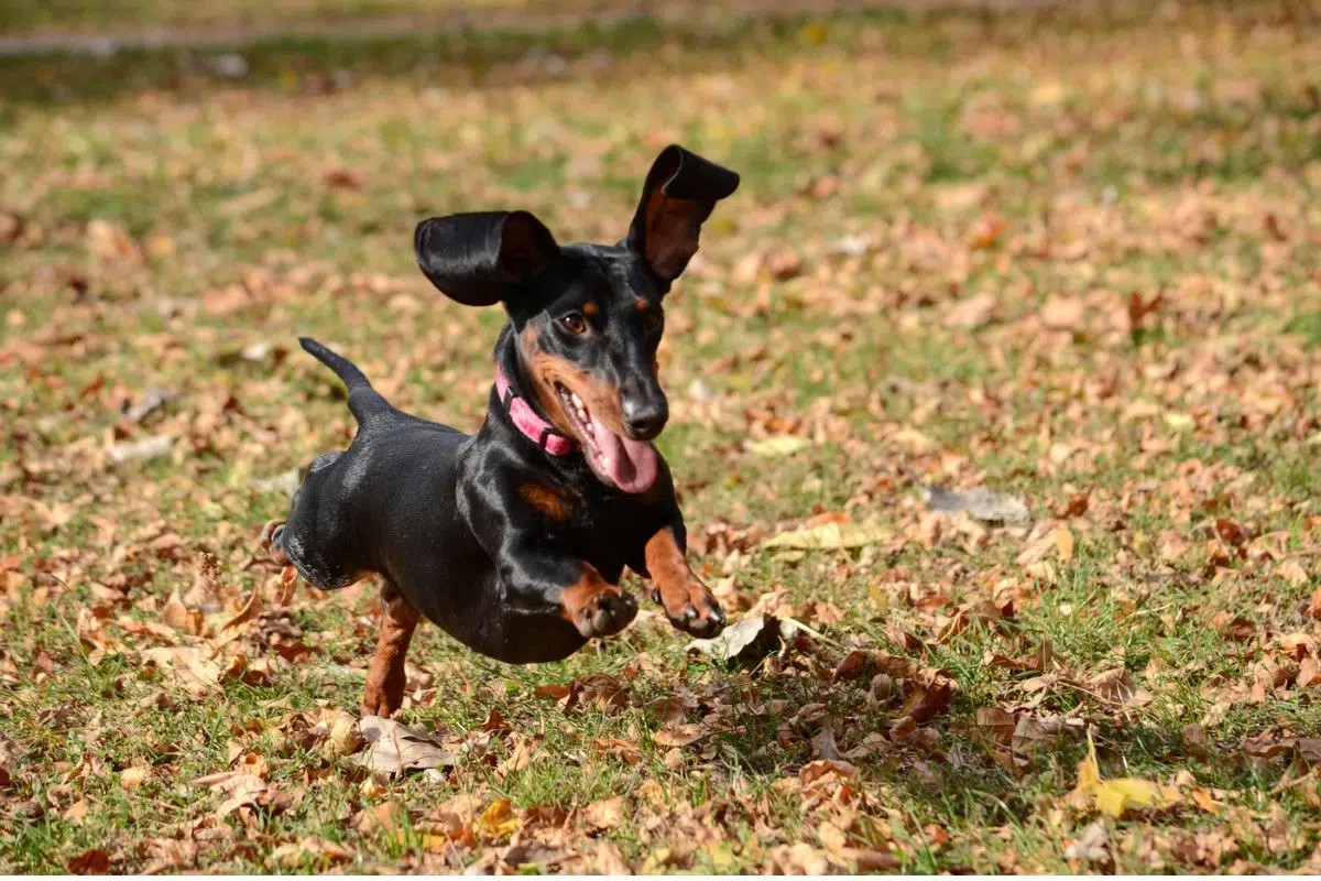 dogs with long ears