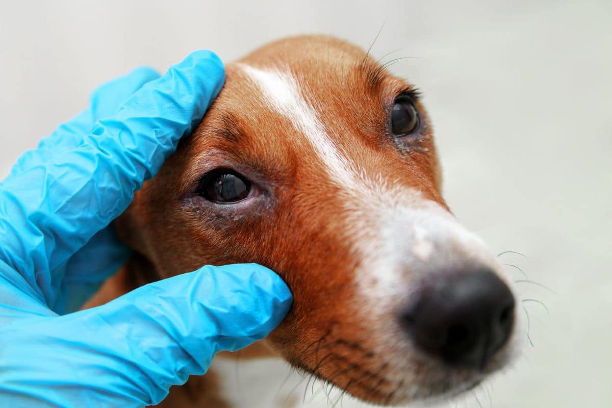 Swollen Eyes in Dogs Causes, Prevention and Treatment PetMaximalist