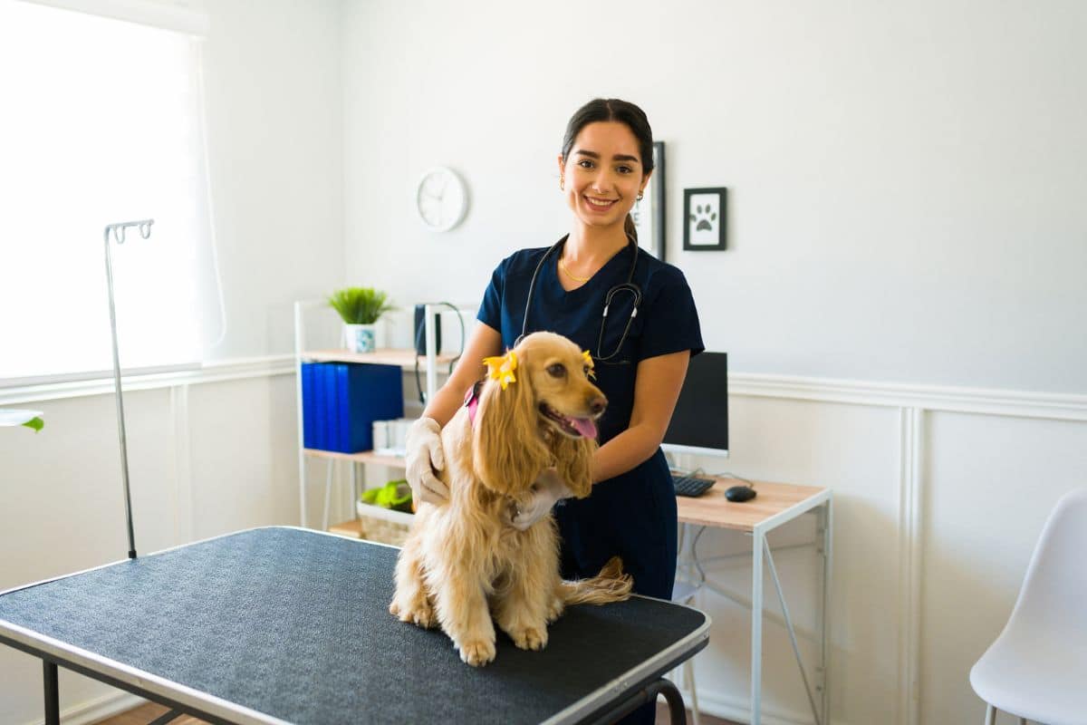 white discharge from female dog