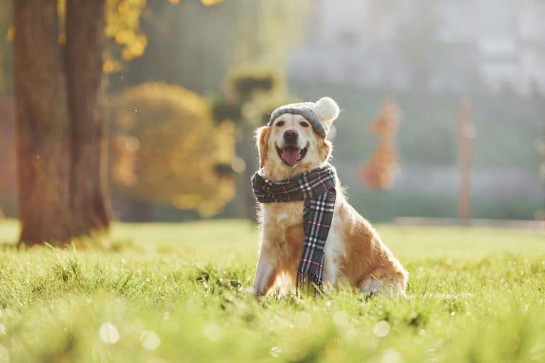 Why Does My Dog Eat My Underwear? Find Out Here! PetMaximalist