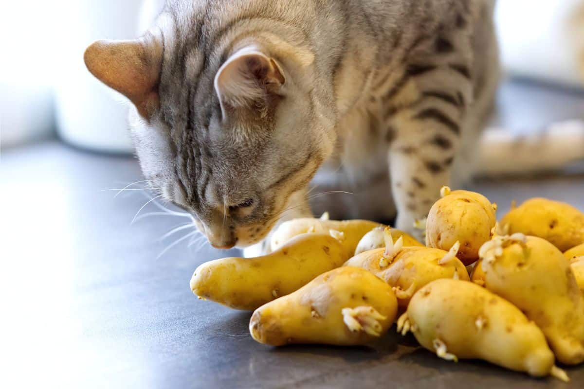 cat eat potatoes
