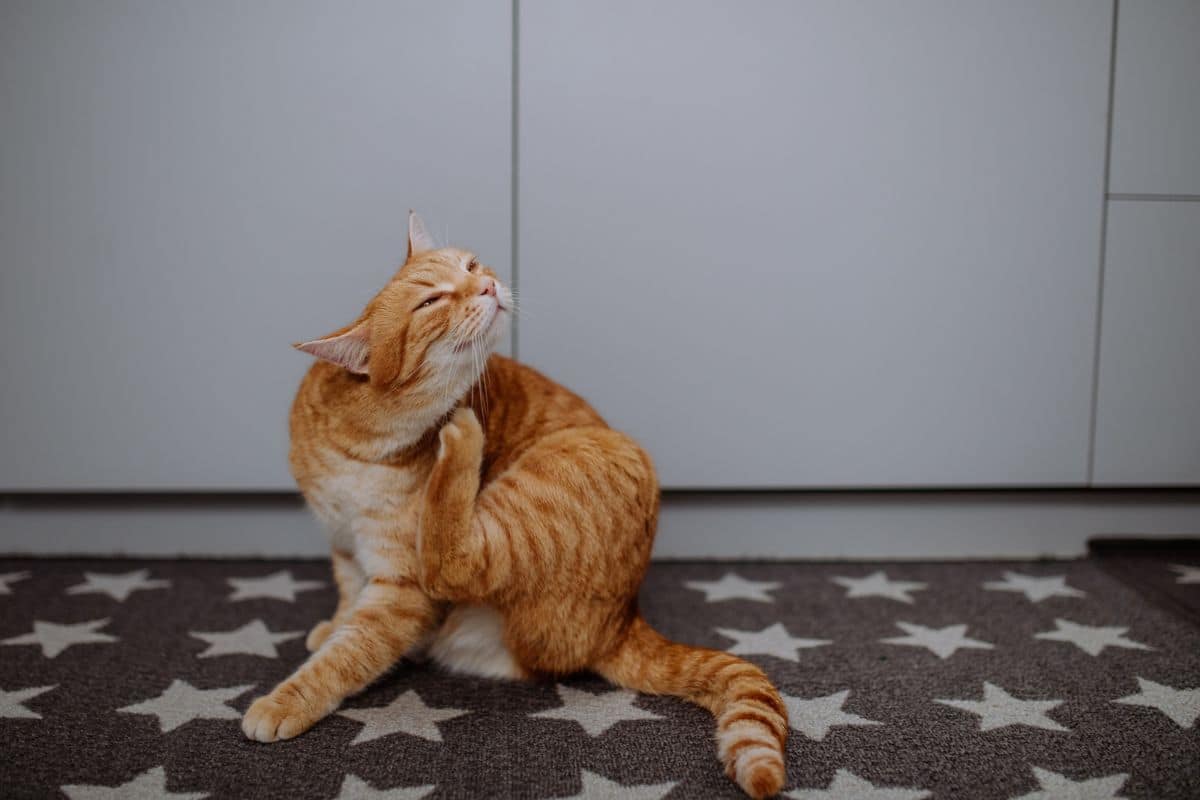 cat pooping carpet