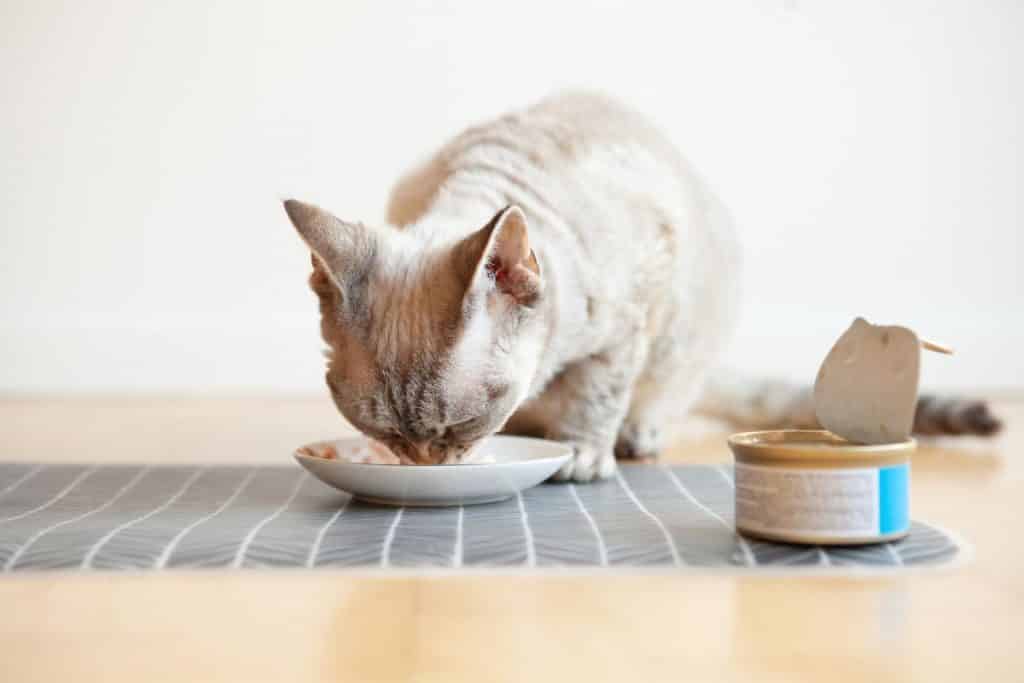 Can Cats Eat Salmon and Skin? | PetMaximalist